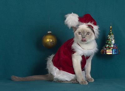 Tonkinese Kitten Photo