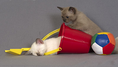 Tonkinese CKitten Photo
