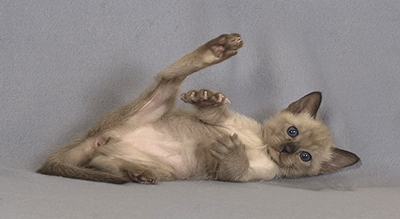 Tonkinese CKitten Photo