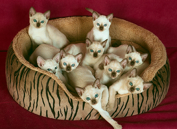 Tonkinese Kitten Photo