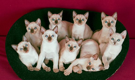 Tonkinese Kitten Photo