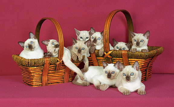 Tonkinese Kitten Photo