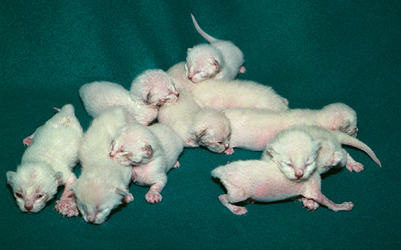 Tonkinese Kitten Photo