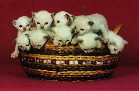Tonkinese Kitten Photo
