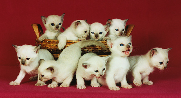 Tonkinese Kitten Photo