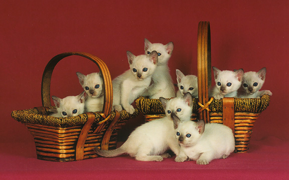 Tonkinese Kitten Photo