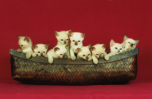 Tonkinese Kitten Photo