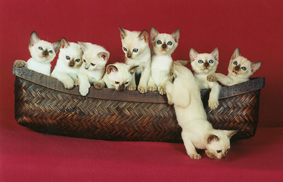Tonkinese Kitten Photo
