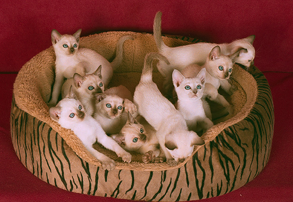 Tonkinese Kitten Photo