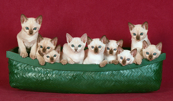 Tonkinese Kitten Photo